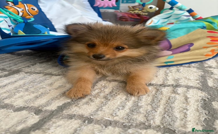 Pomeranian dogs - Advert 18