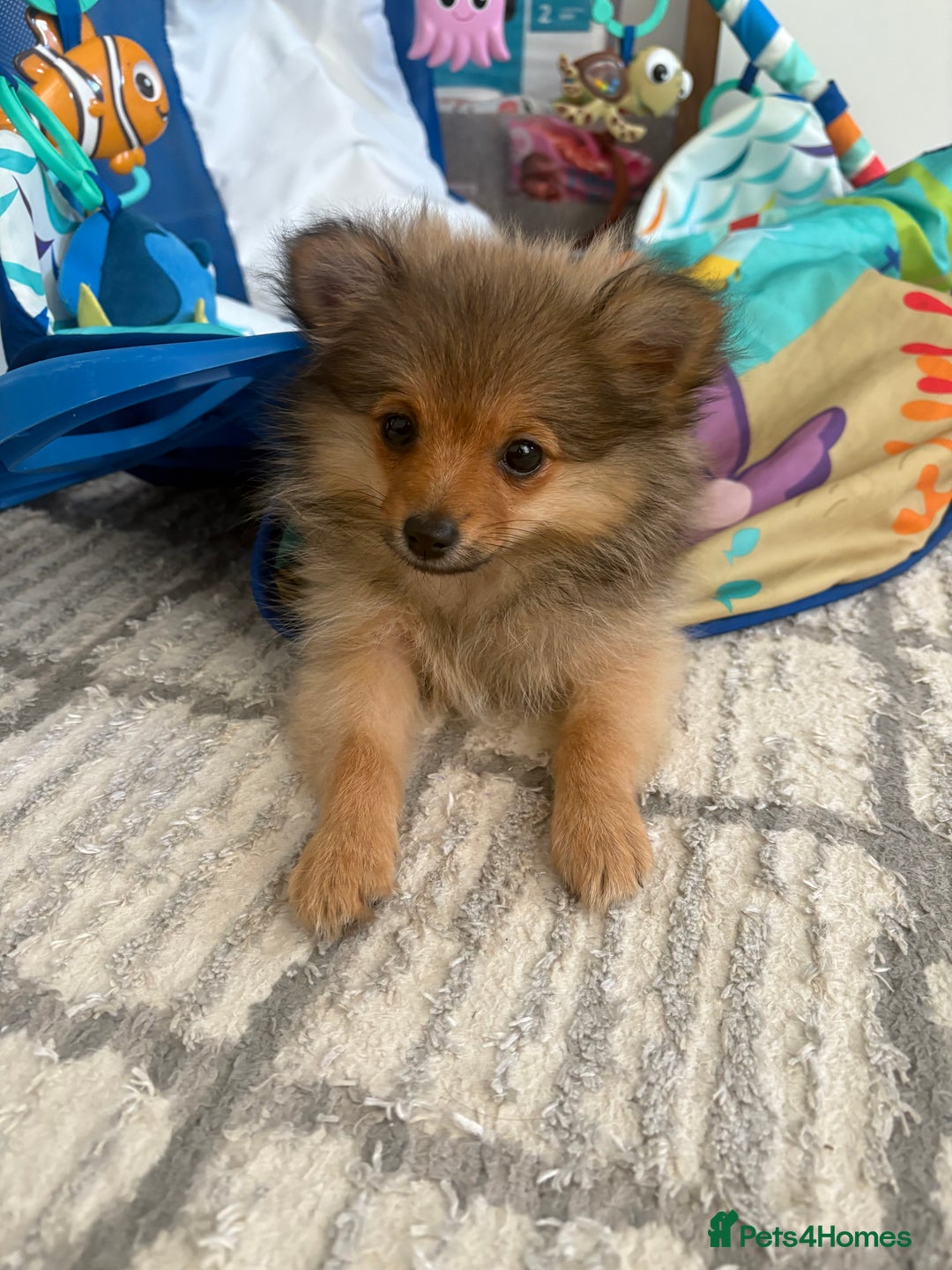 Pomeranian dogs for sale: Pomeranian puppy - Image 1