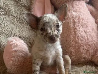 Chihuahua dogs Chihuahuas - Advert 10