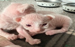 Sphynx cats for sale: Sphynx Kittens - Image 4