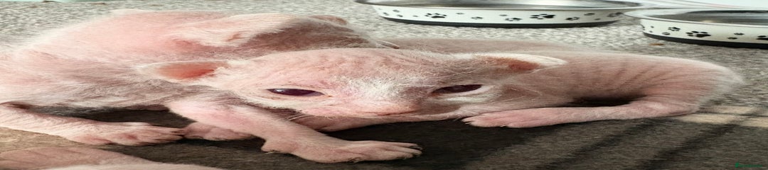 Sphynx Kitten 3