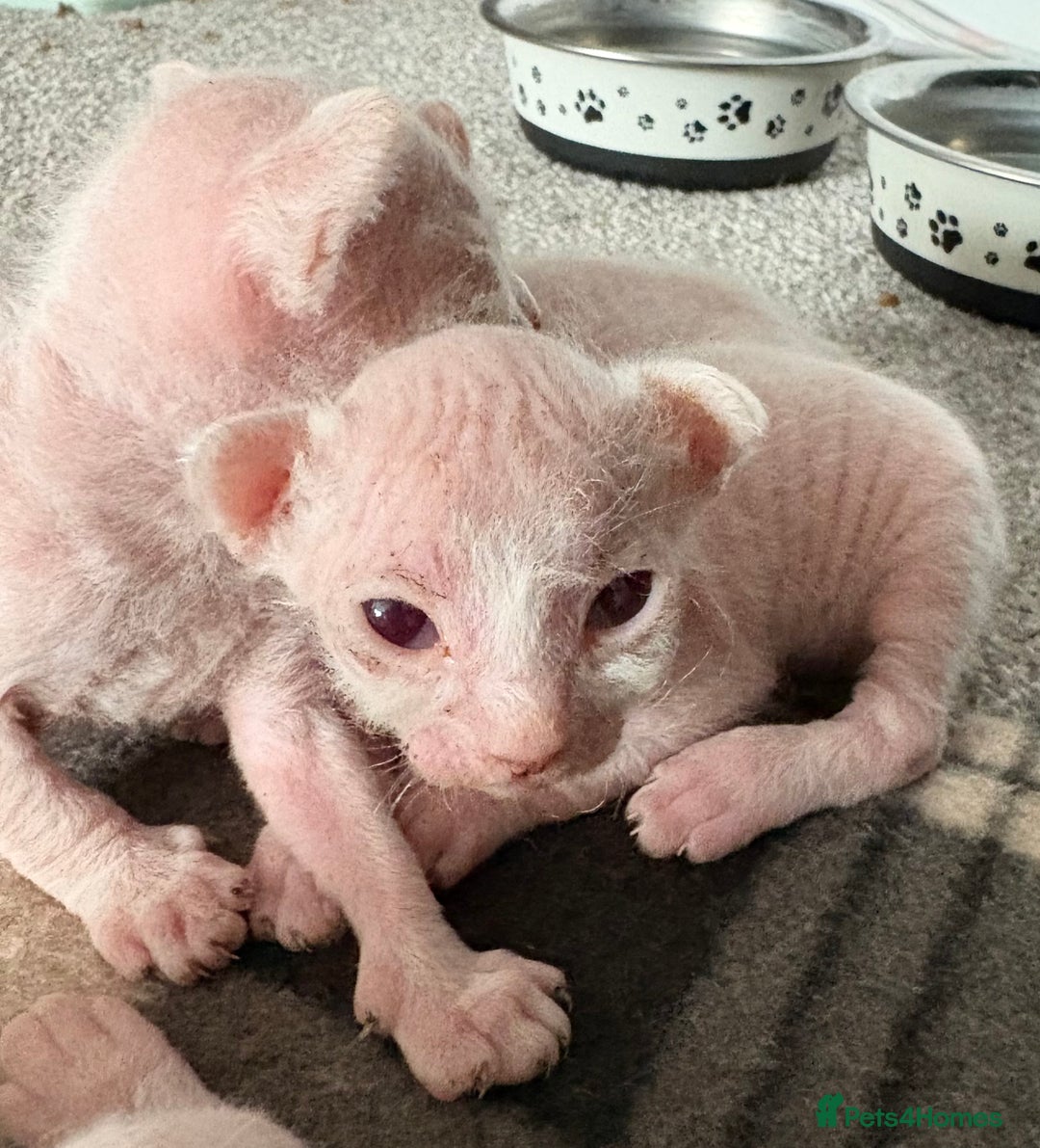 Sphynx cats for sale: Sphynx Kittens - Image 4