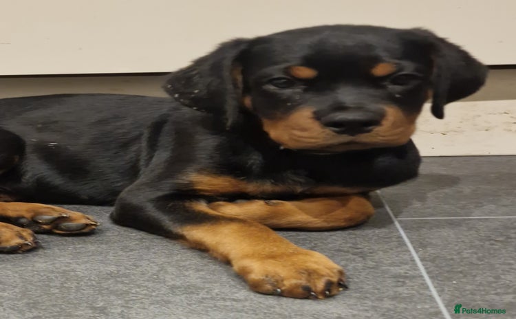 Rottweiler dogs - Advert 9