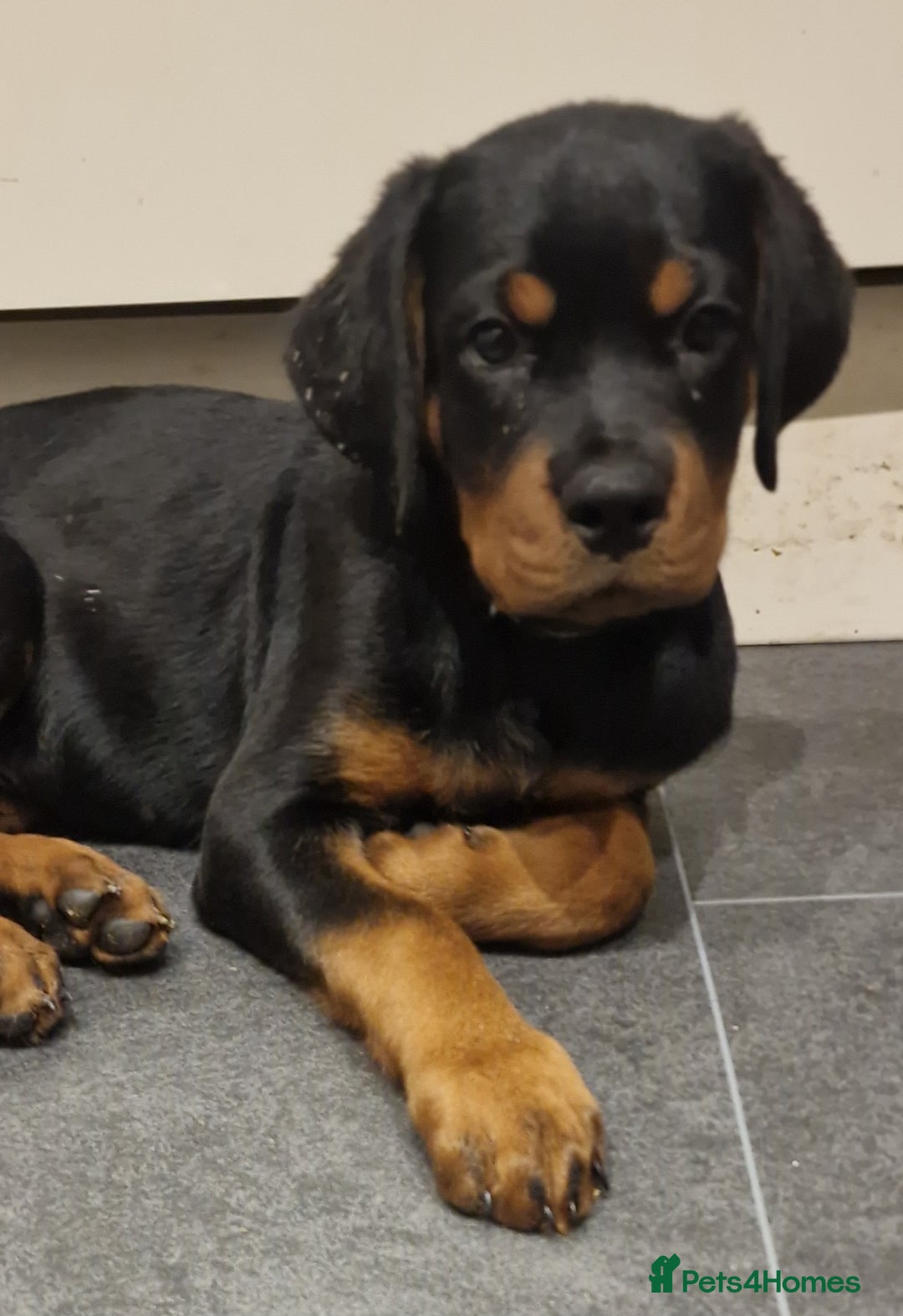 Rottweiler dogs for sale: Quality KC Rottweilers - Advert 5