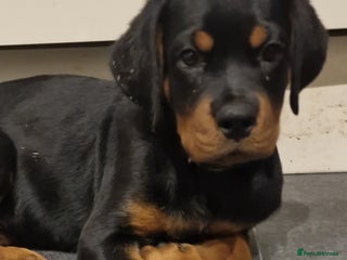 Rottweiler dogs - Advert 1