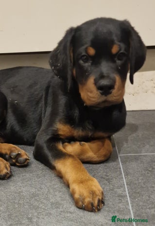 Rottweiler dogs - Advert 1