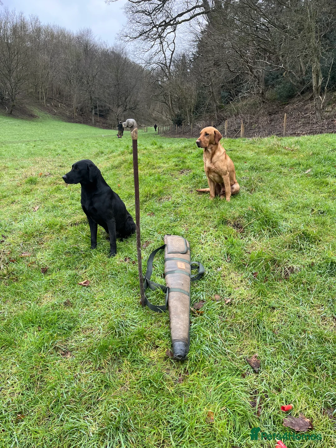 Labrador Retriever dogs for stud: Labrador stud boys in Saltburn-by-the-Sea - Advert 5