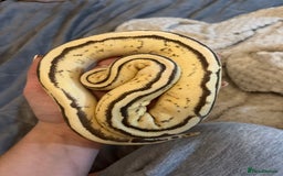 Python Snake reptiles for sale: 2x Male Ball Pythons  - Image 8
