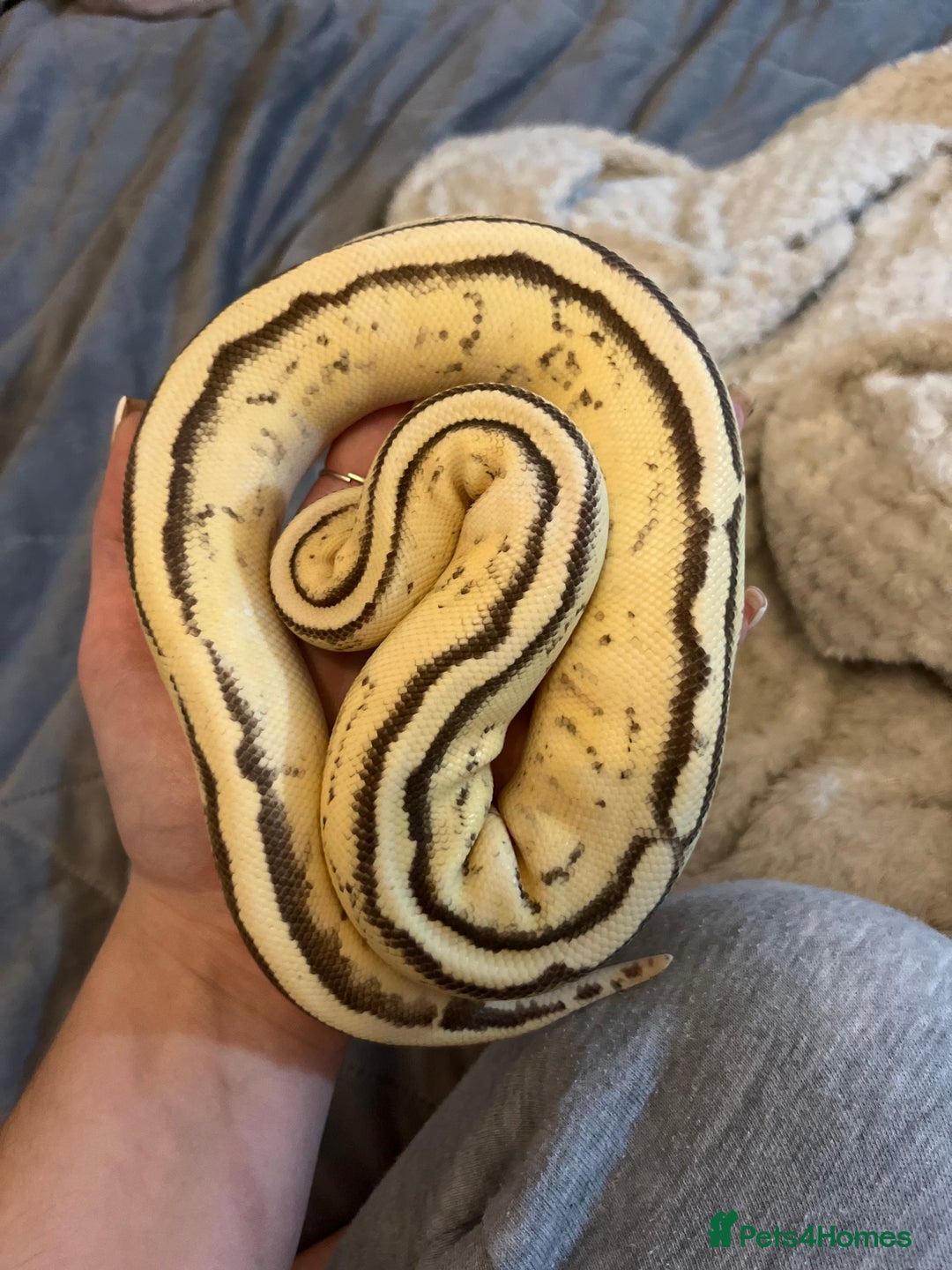 Python Snake reptiles for sale: 2x Male Ball Pythons  - Image 8