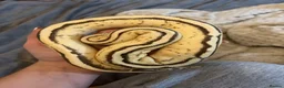 Python Snake reptiles for sale: Male Ball Python - Advert 1
