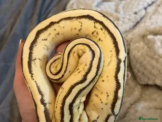 Python Snake reptiles Male Ball Python - Advert 1