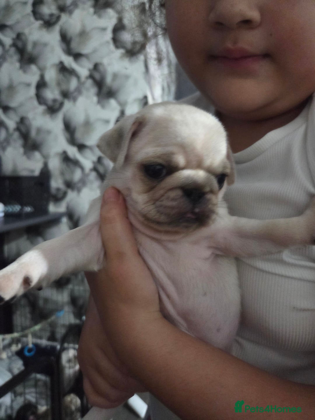 Pug dogs for sale: Beautiful chunky pure pug puppies!! - Advert 6