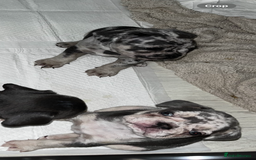 French Bulldog dogs for sale: READY NOW French bulldog puppies  - Advert 8