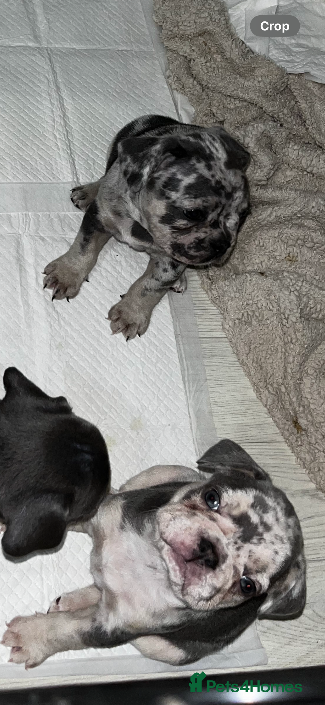 French Bulldog dogs for sale: READY NOW French bulldog puppies  - Advert 8