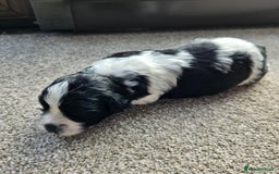 Shihpoo dogs for sale: Shihpoo puppies in Devon ... we've arrived!  - Image 17