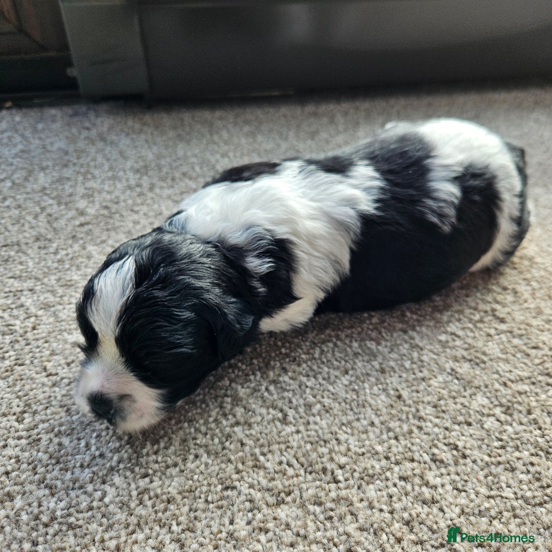 Shihpoo dogs for sale: Shihpoo puppies in Devon ... we've arrived!  - Image 17