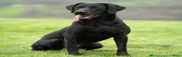 Labrador Retriever dogs for sale: Outstanding Labrador Puppies–Exceptional Pedigree - Advert 12