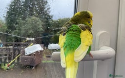 Budgerigars birds for sale: 🐦 Tame English Budgie + Full Setup (3yr Old Male) - Image 7