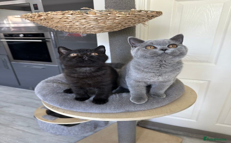 British Shorthair cats - Advert 8