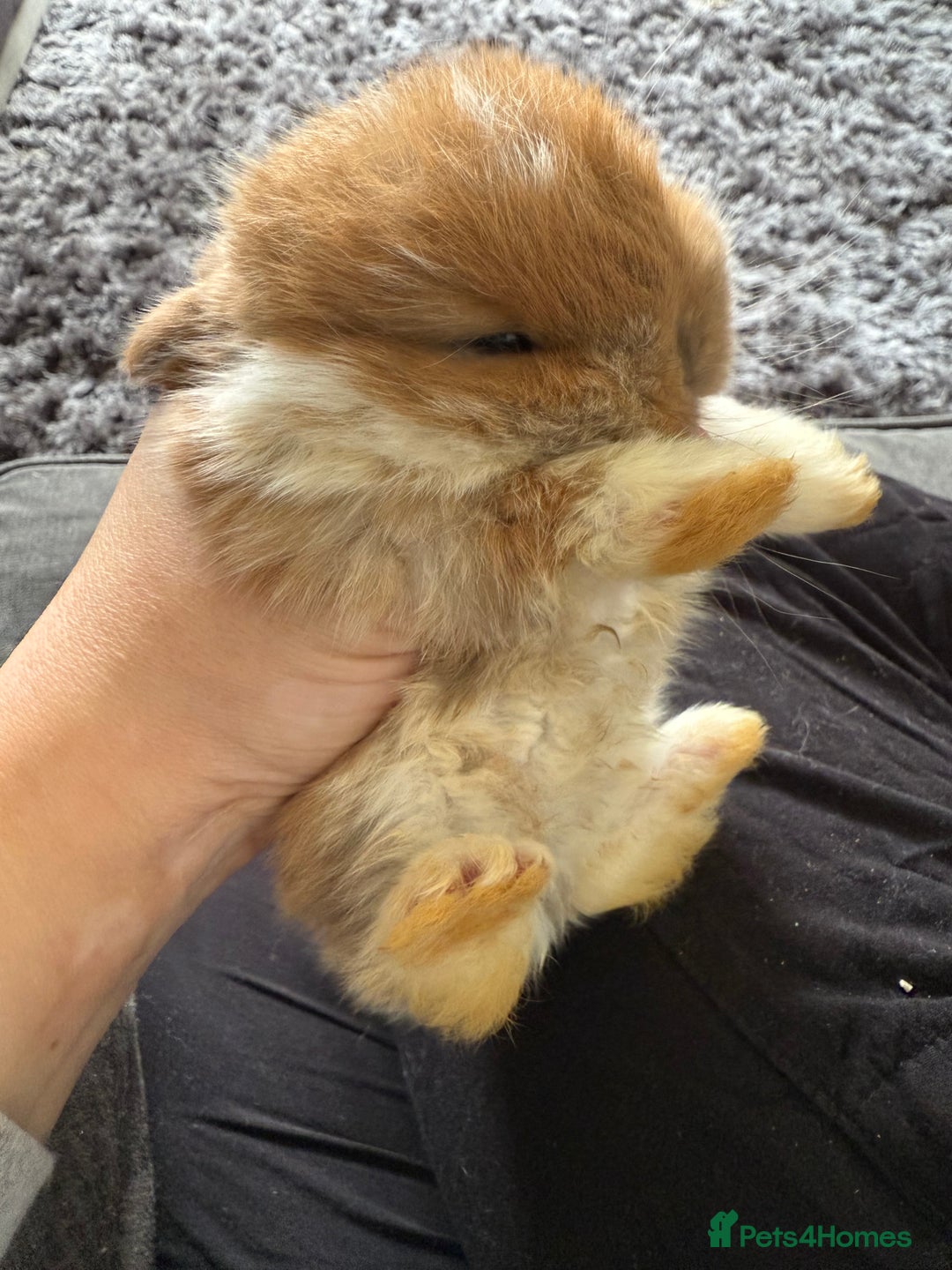 Mini Lop rabbits for sale: Gorgeous Mini Lops x1 available now  - Image 20