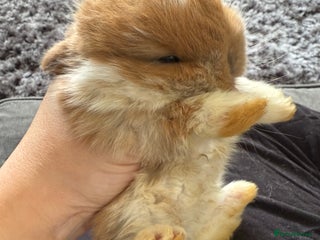 Mini Lop rabbits - Advert 13