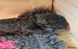 Cockapoo dogs for sale: ✨ F2 Cockapoo Puppies – Ready mid Nov ✨ - Image 6