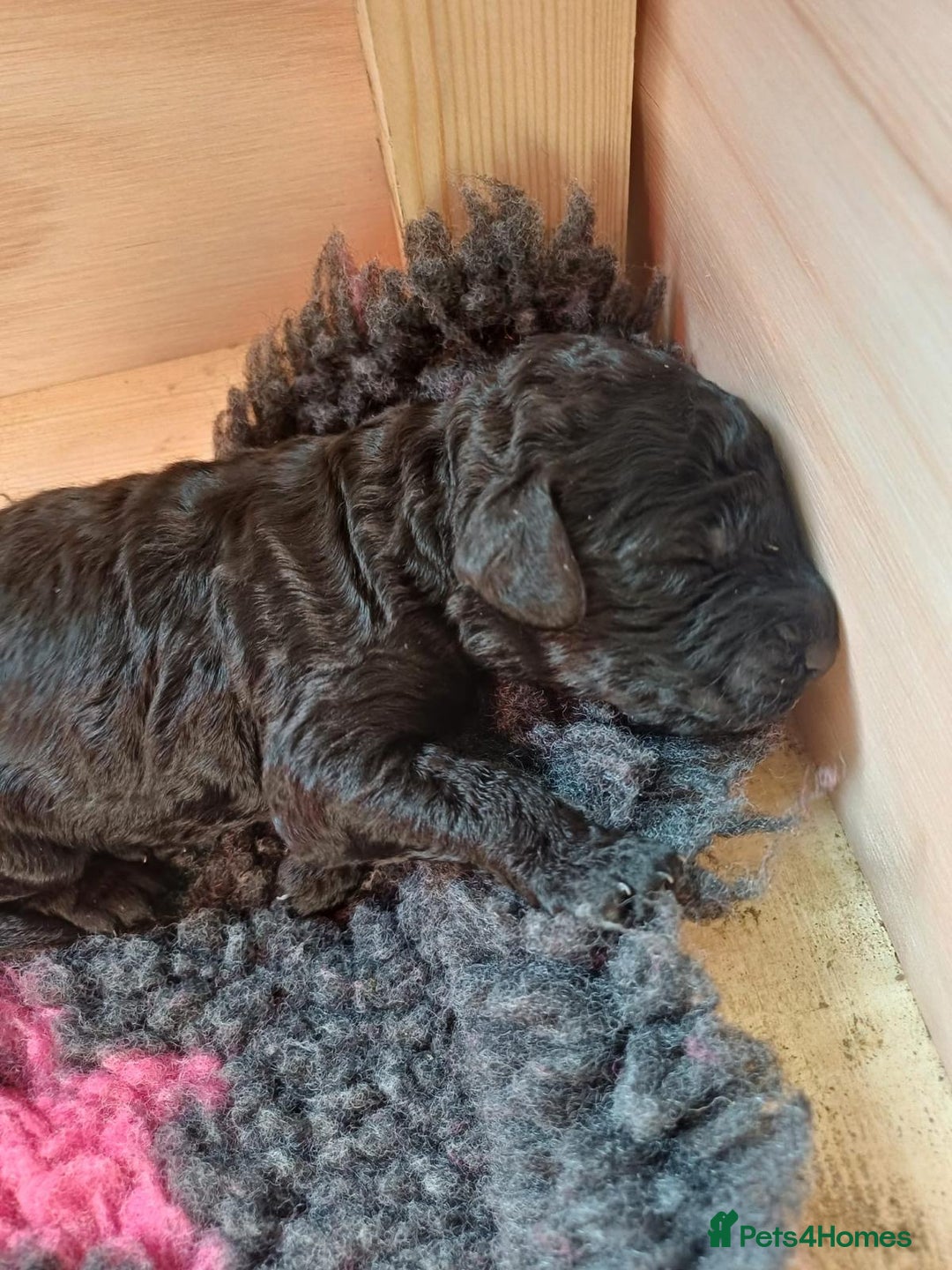 Cockapoo dogs for sale: ✨ F2 Cockapoo Puppies – Ready mid Nov ✨ - Image 6