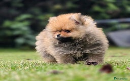 Pomeranian dogs for sale: Tiny Teddy Bear Pomeranians - Image 12