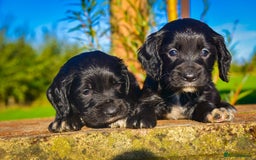 Sprocker dogs for sale: Beautiful Springer Spaniel KC Health Clear Parents - Image 3