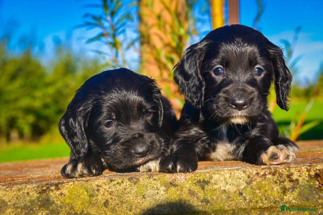 Sprocker dogs for sale: Beautiful Springer Spaniel KC Health Clear Parents - Image 3