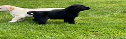 Labrador Retriever dogs for sale: Pedigree Labrador puppies - Advert 5
