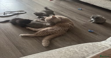 Mixed Breed cats - Advert 9