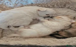 Pomeranian dogs for sale: Pomeranian puppies for loving and caring families  - Image 3