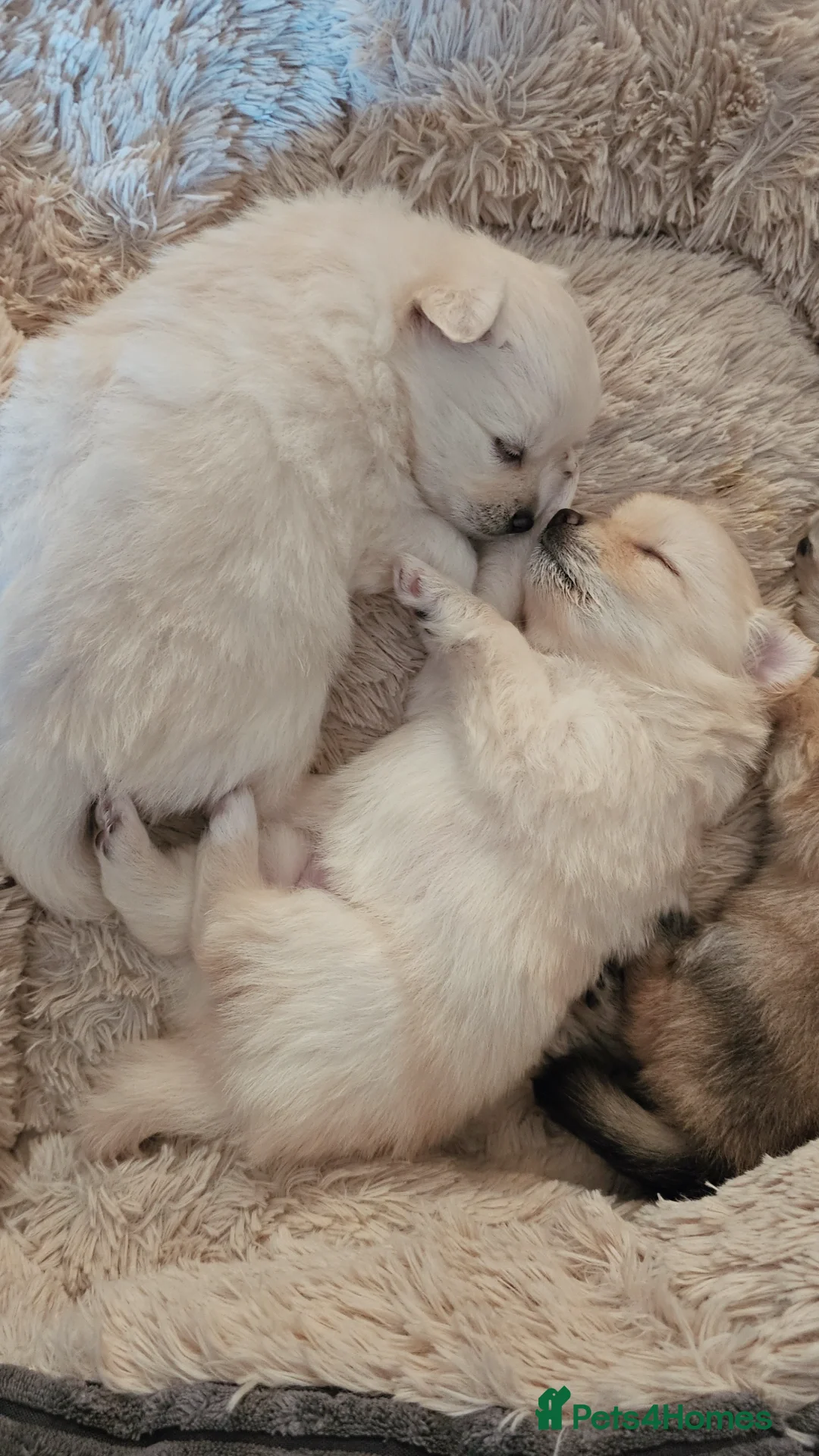 Pomeranian dogs for sale: Pomeranian puppies for loving and caring families  - Image 3