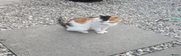 Mixed Breed cats for sale: 3 ginger and white kittens in Wakefield - Advert 2