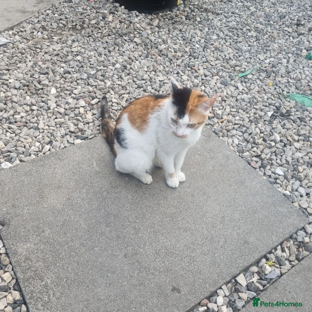 Mixed Breed cats for sale: 3 ginger and white kittens in Wakefield - Advert 2