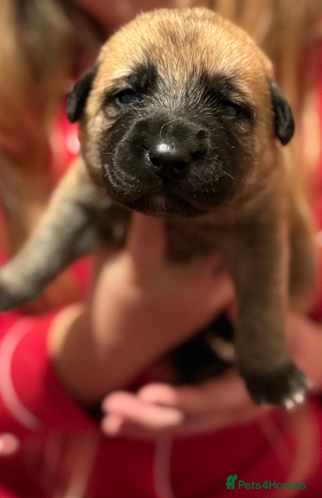 Mixed Breed dogs for sale: German shepherd, Labrador mix puppies for sale  - Advert 7