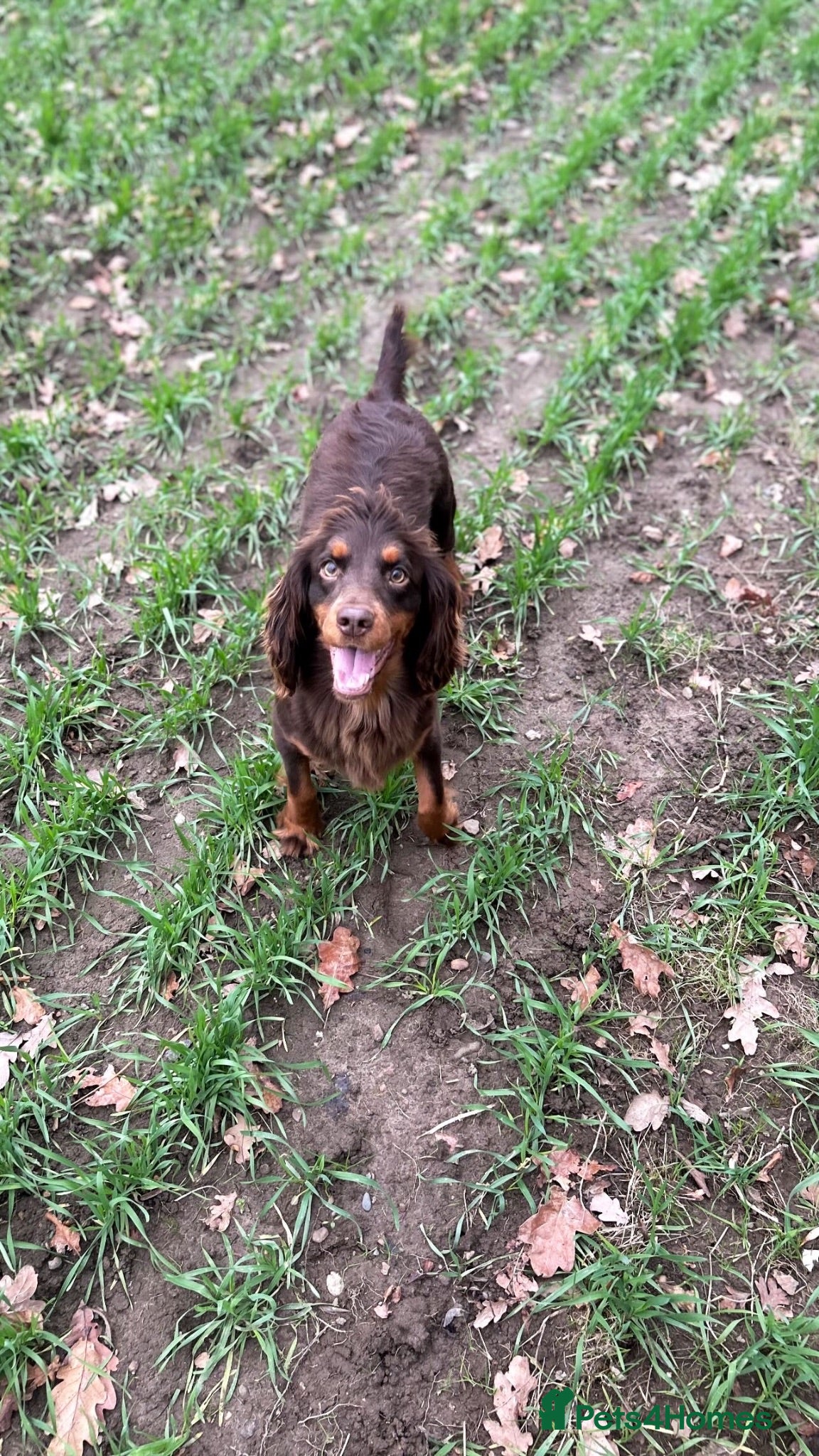 Cockapoo dogs Beautiful F1 Cockapoo Puppies – Ready Soon  £1,200 - Advert 3