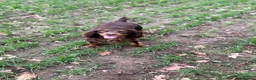 Cockapoo dogs for sale: Beautiful F1 Cockapoo Puppies – Ready Soon  £1,200 - Advert 3