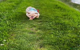 English Bulldog dogs for sale: English bulldog (3 yrs old). - Image 2