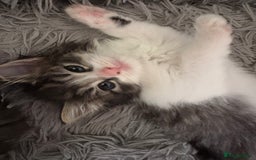 Domestic Shorthair cats for sale: 2 princes an 2 princess kittens  - Image 14