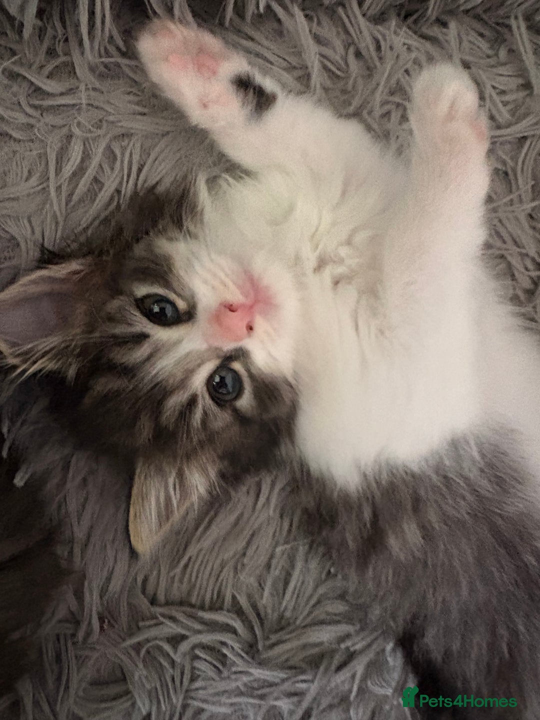 Domestic Shorthair cats for sale: 2 princes an 2 princess kittens  - Image 14