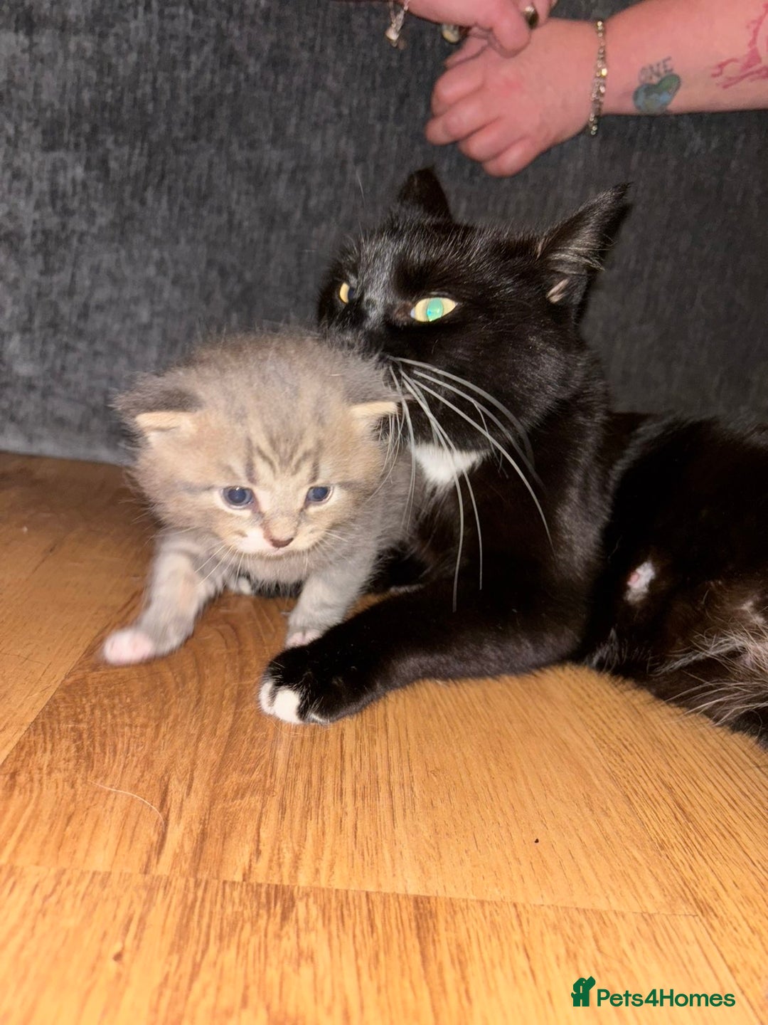 Mixed Breed cats for sale: 2 Grey (blue) and one darker tabby kittens  - Advert 2