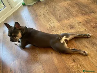 French Bulldog dogs Female french bulldog - Advert 1