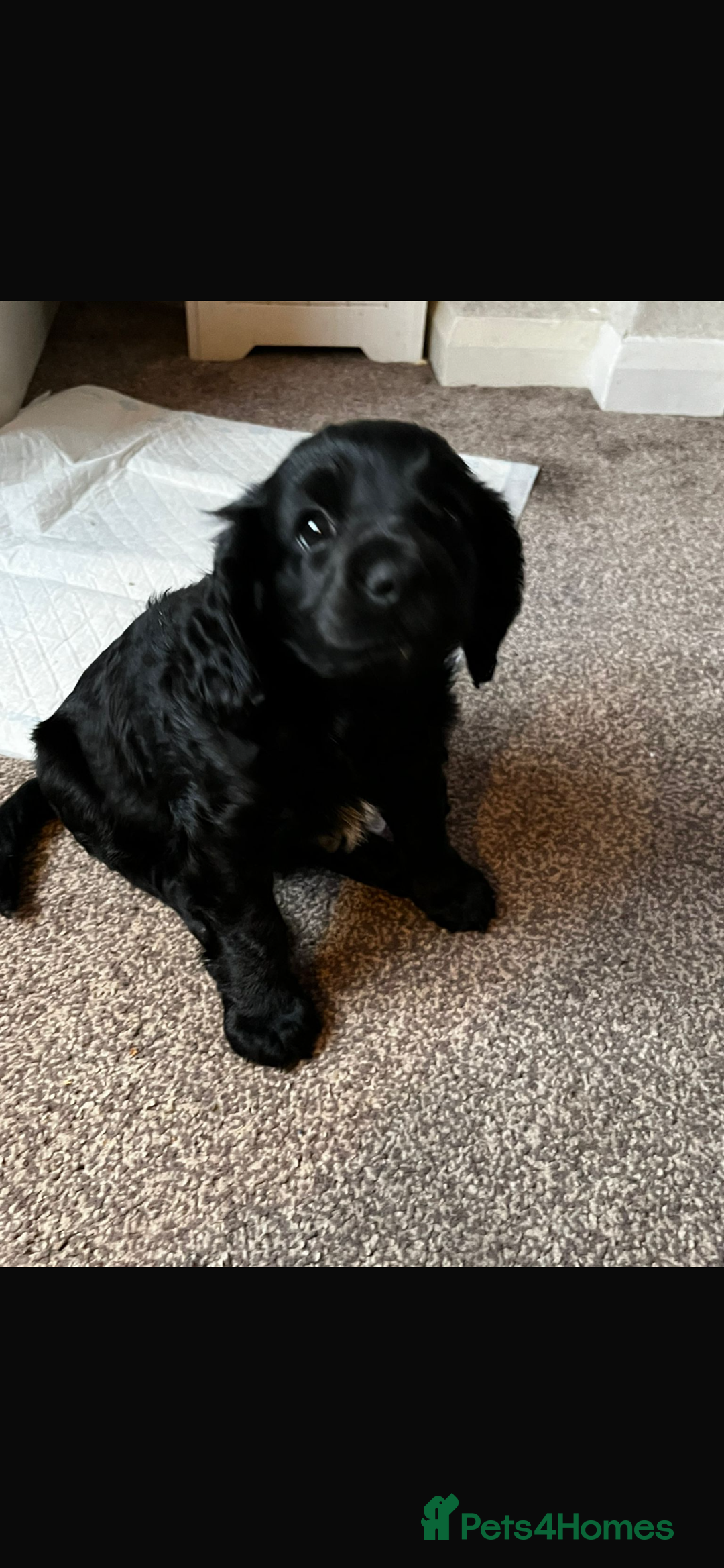 Cavapoo dogs for sale: Gorgeous Cavapoo puppies  - Advert 8