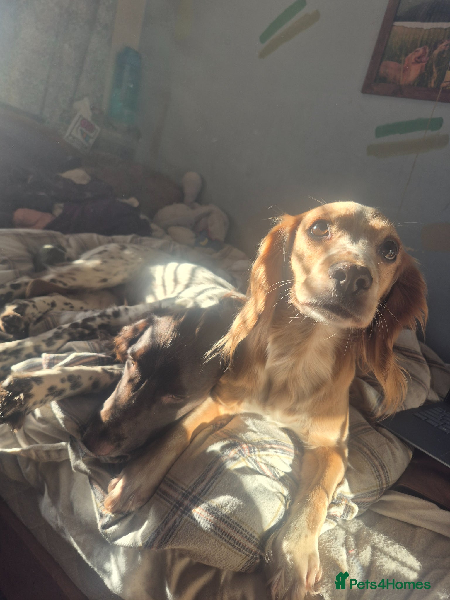 Cocker Spaniel dogs Cocker spaniel boys  - Advert 1