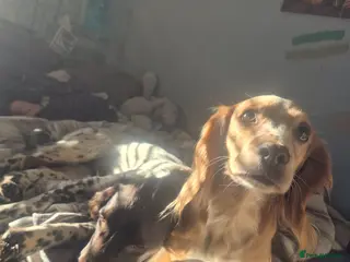 Cocker Spaniel dogs Cocker spaniel boys - Advert 1