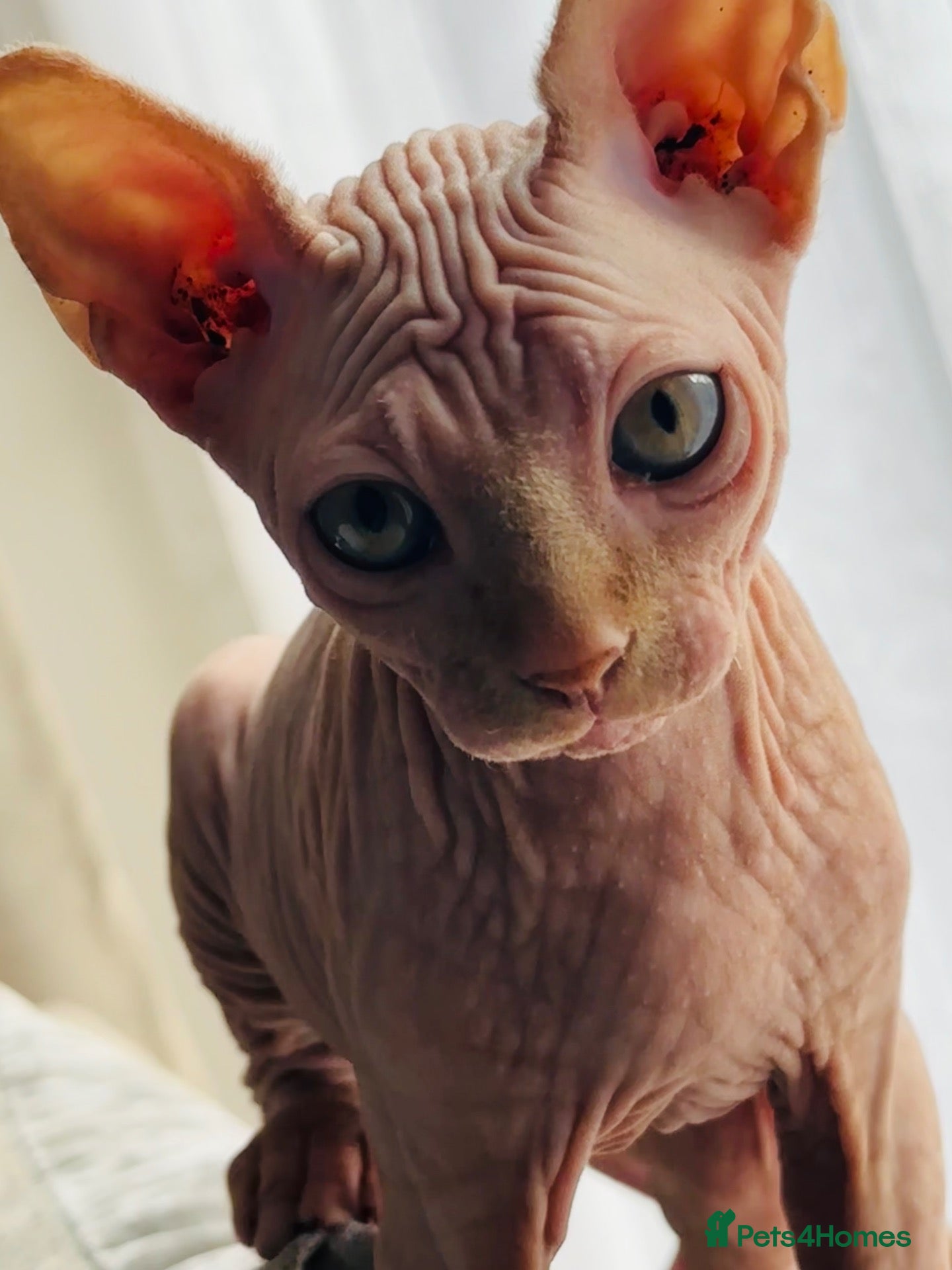 Sphynx cats Sphynx Male kitten  - Advert 2