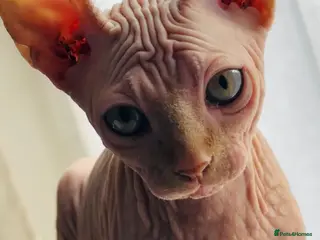 Sphynx cats Sphynx Male kitten - Advert 2