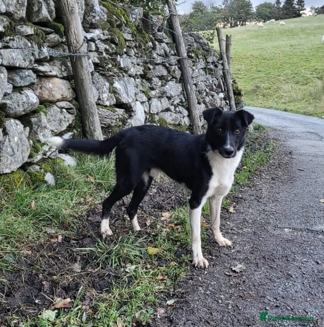 Border Collie dogs for sale: Loving Home Wanted for Jac - Advert 1